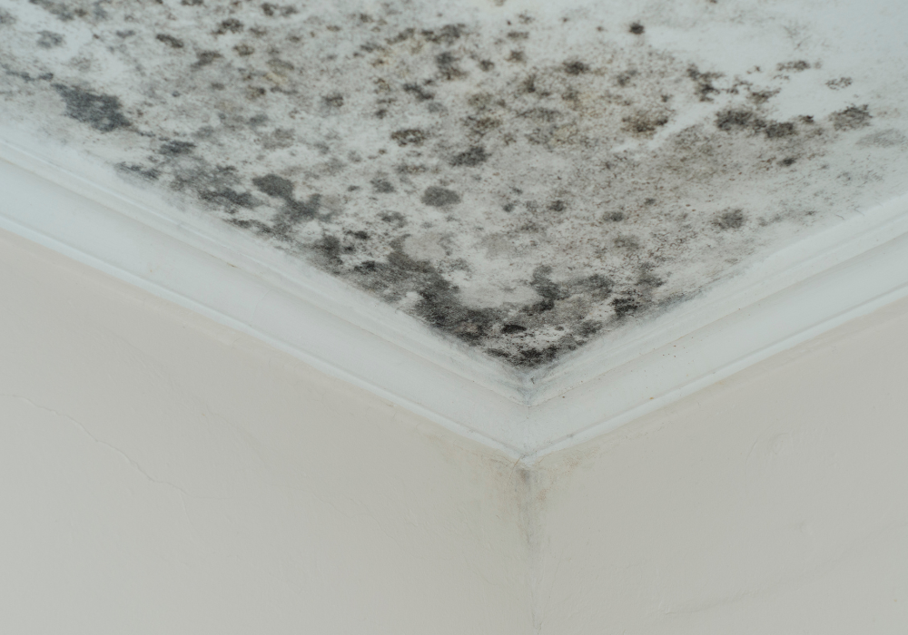 Mold Inspections